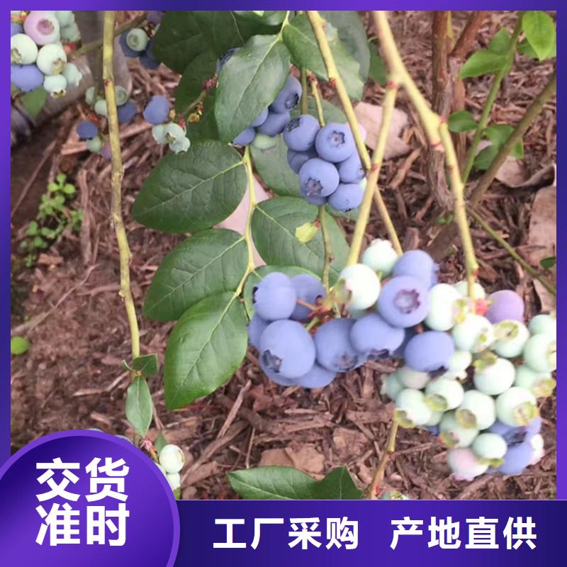 【蓝莓苗】苹果苗实力优品