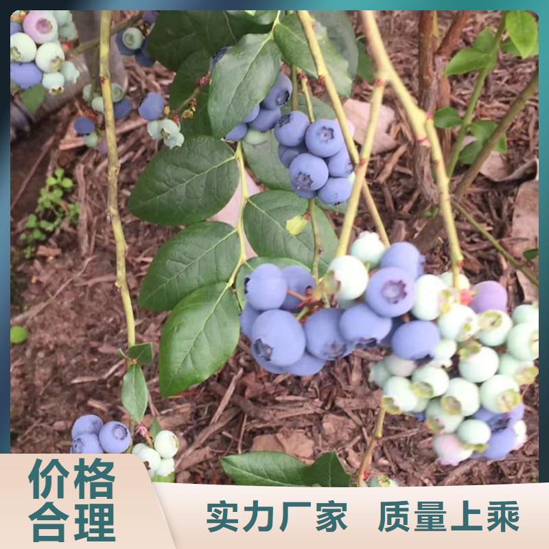 蓝莓苗北美冬青细节展示