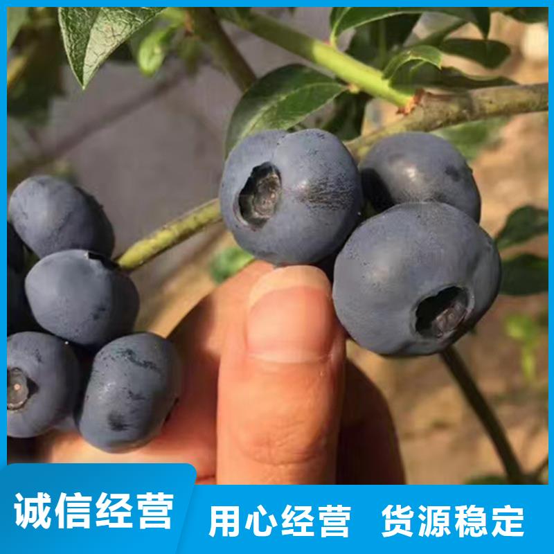 蓝莓苗樱桃苗我们更专业