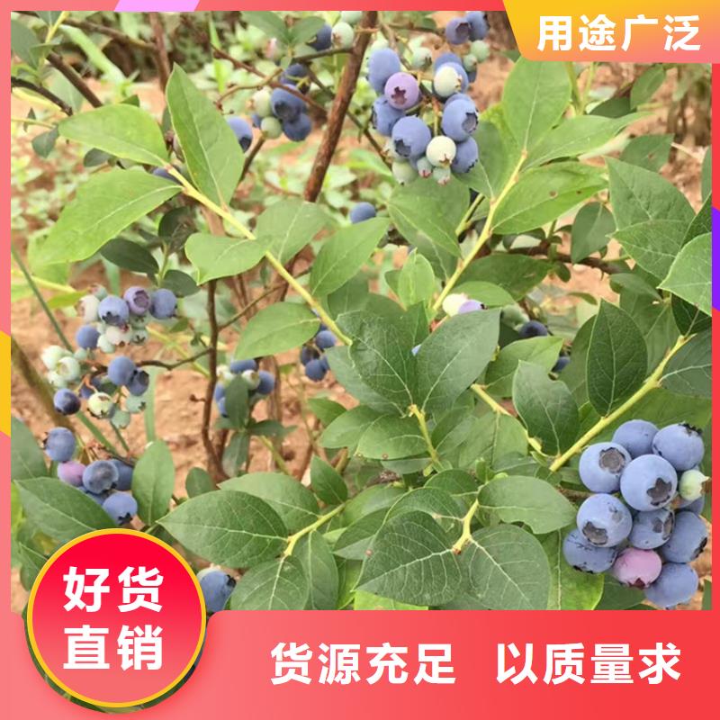 蓝莓苗,樱桃苗细节严格凸显品质
