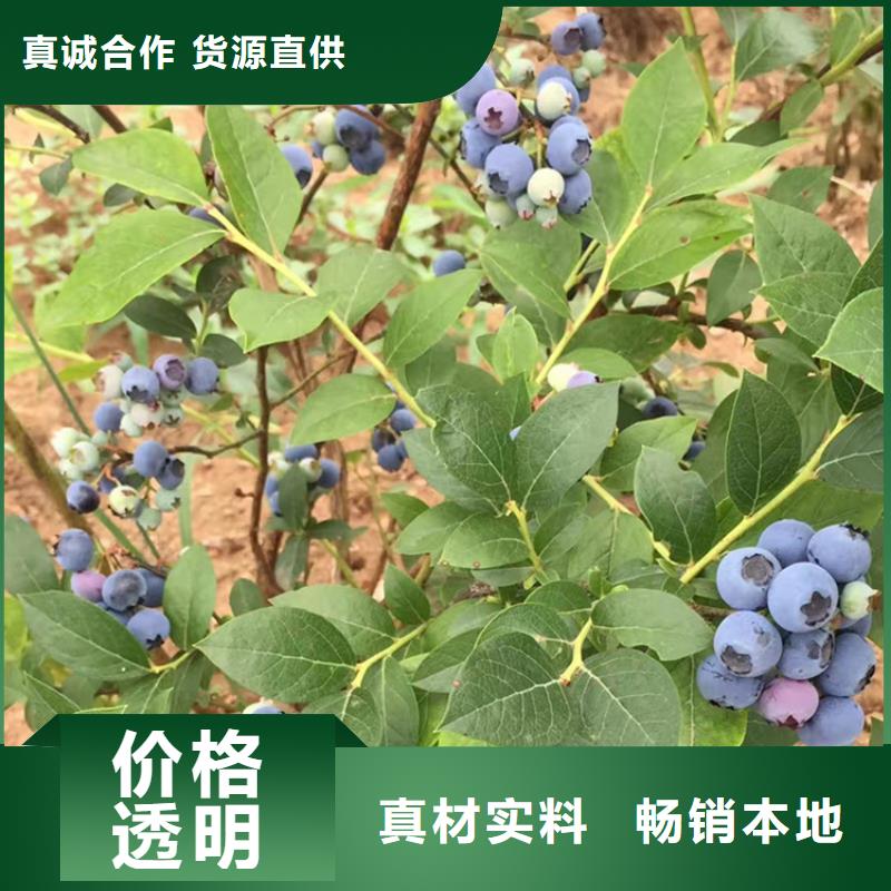 蓝莓苗草莓苗48小时发货