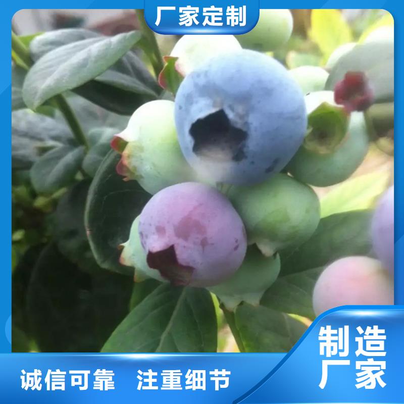 蓝莓苗樱桃苗常年供应