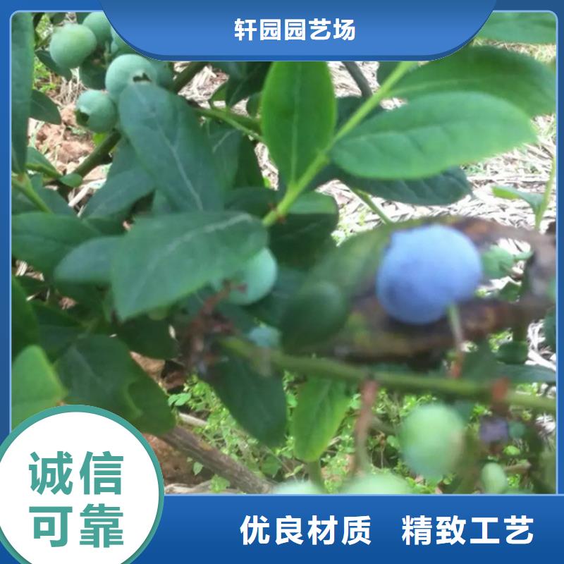 蓝莓苗北美冬青细节展示