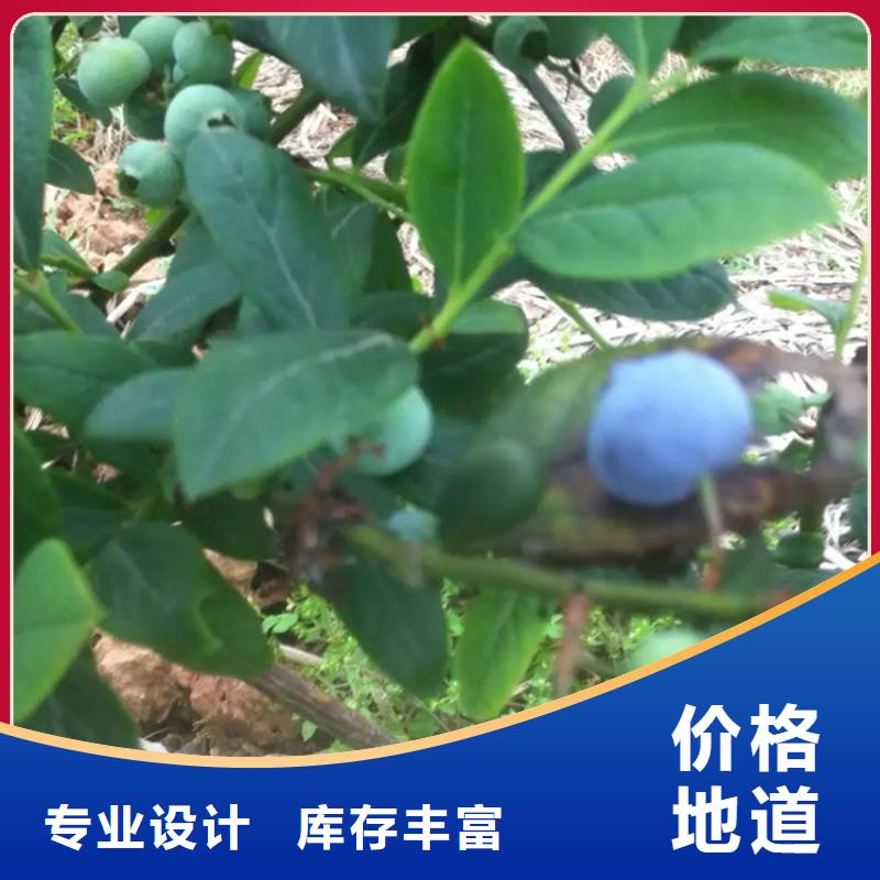 蓝莓苗梨树苗真材实料诚信经营