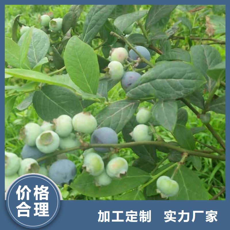 蓝莓苗质量三包