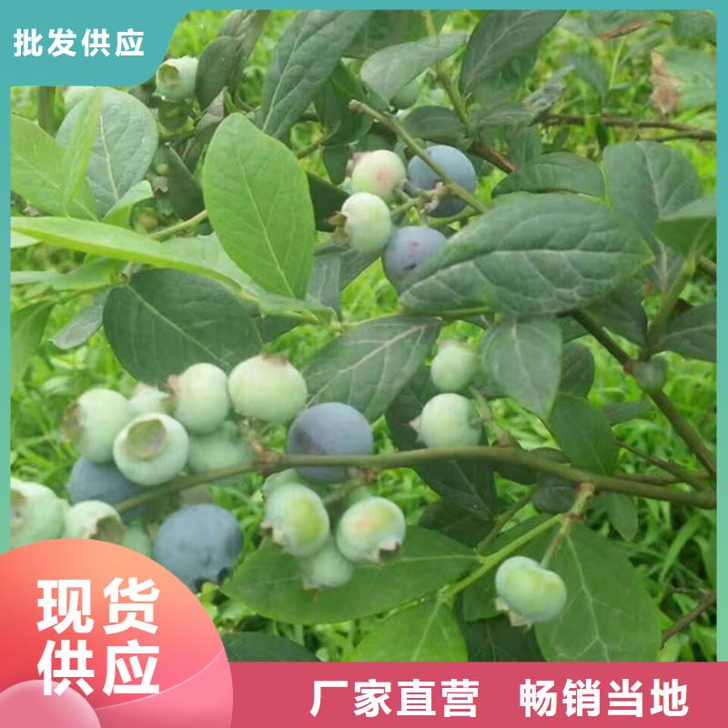 蓝莓苗,樱桃苗细节严格凸显品质