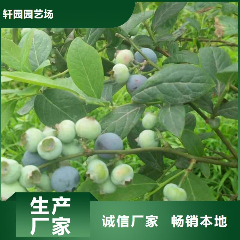蓝莓苗质量三包