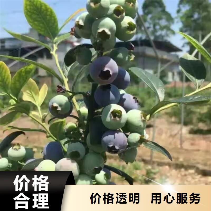 蓝莓苗樱桃苗常年供应