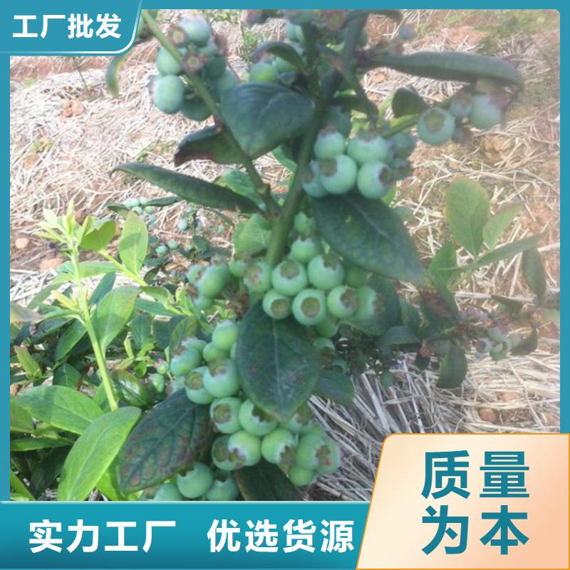 【蓝莓苗,桃树苗品质保障售后无忧】