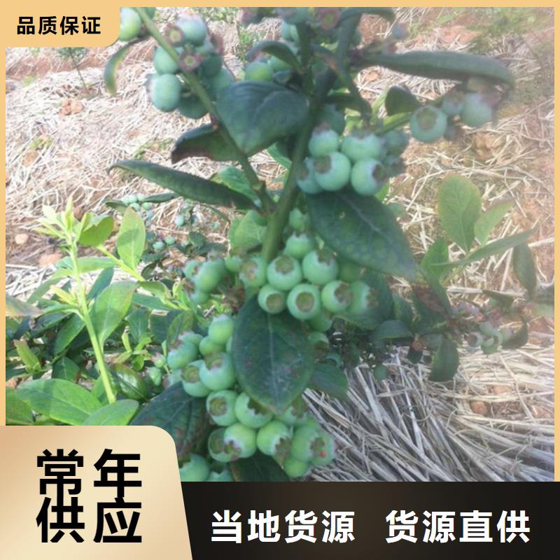 蓝莓苗,樱桃苗市场行情