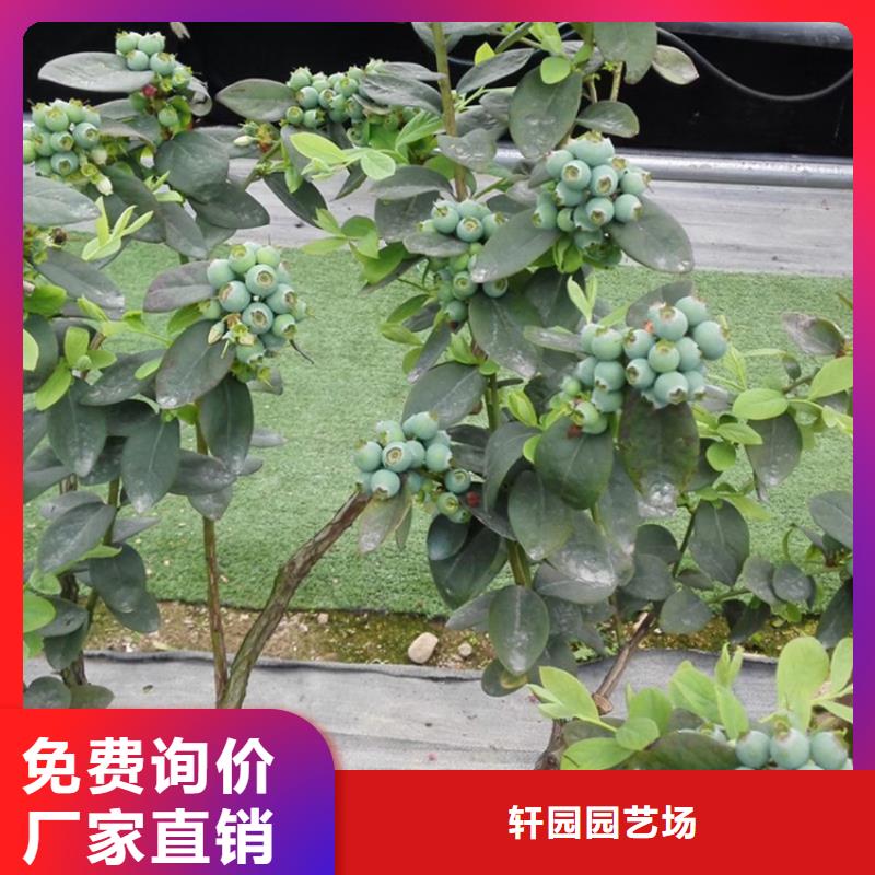 蓝莓苗梨树苗真材实料诚信经营
