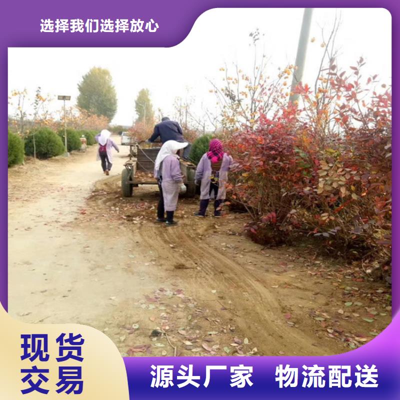 蓝莓苗李树苗支持大小批量采购