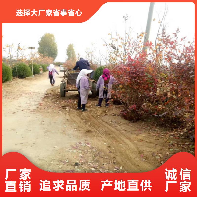 蓝莓苗红石榴苗基地欢迎来电咨询