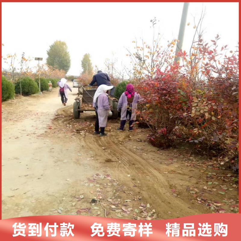 【蓝莓苗梨树苗厂家规格全】