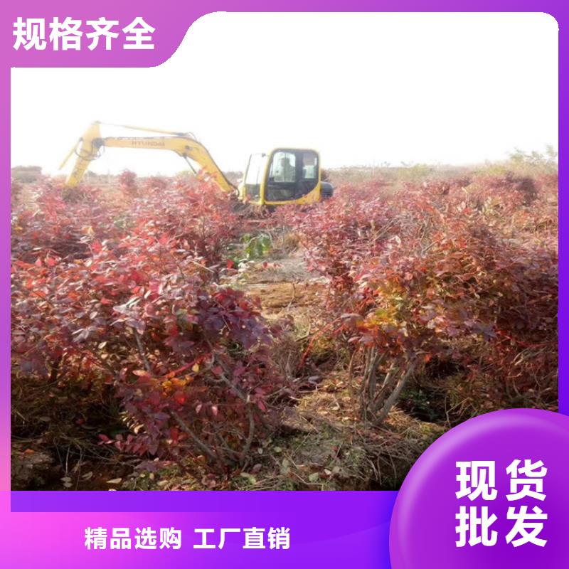 蓝莓苗,樱桃苗物流配送