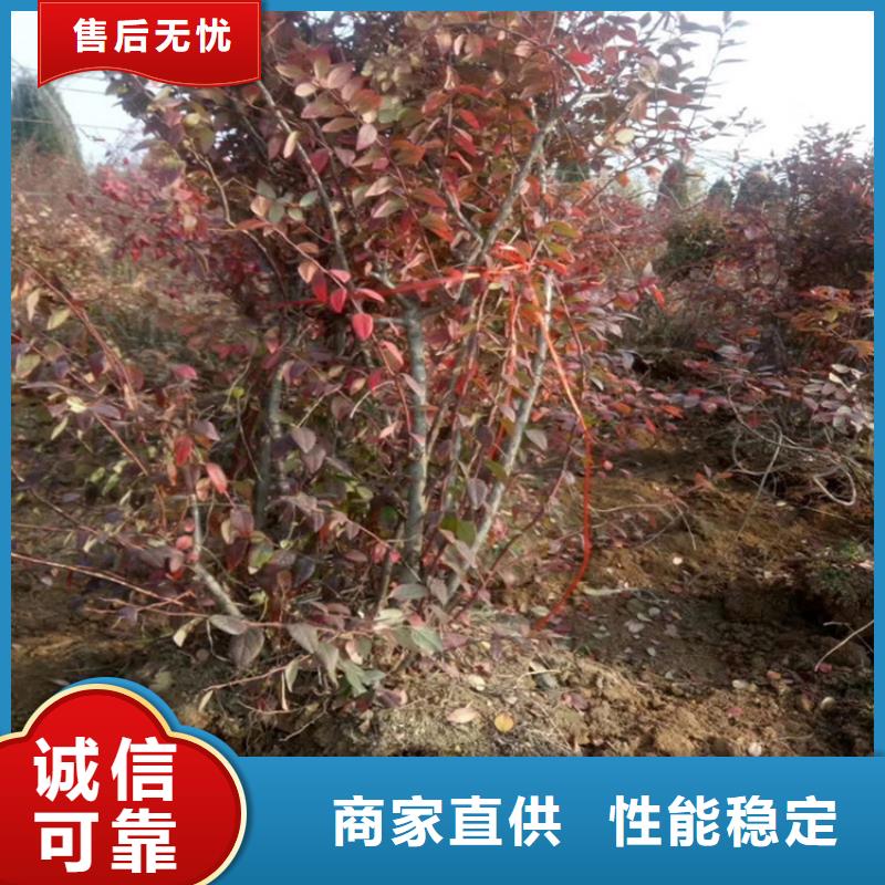 蓝莓苗石榴树质检严格放心品质