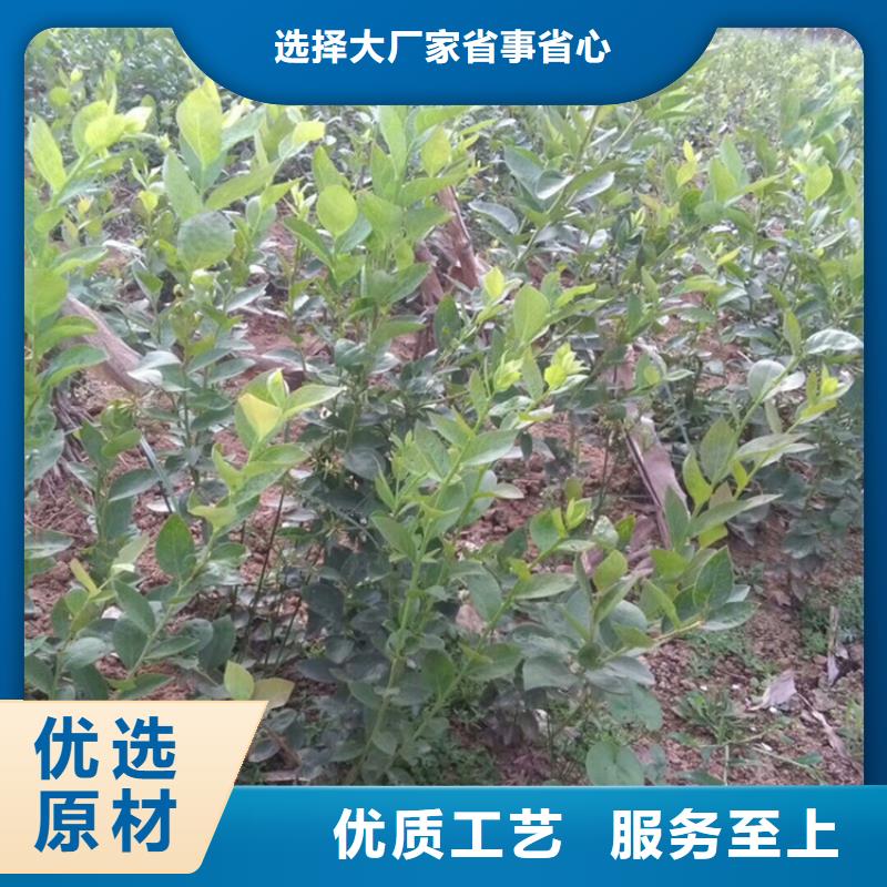 蓝莓苗梨树苗质保一年
