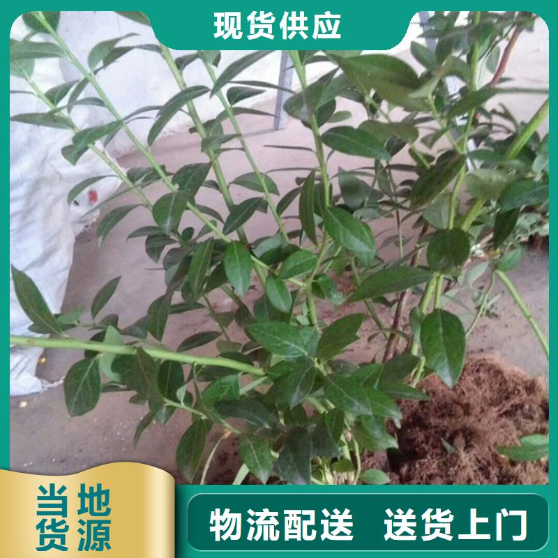 蓝莓苗樱桃苗好品质售后无忧