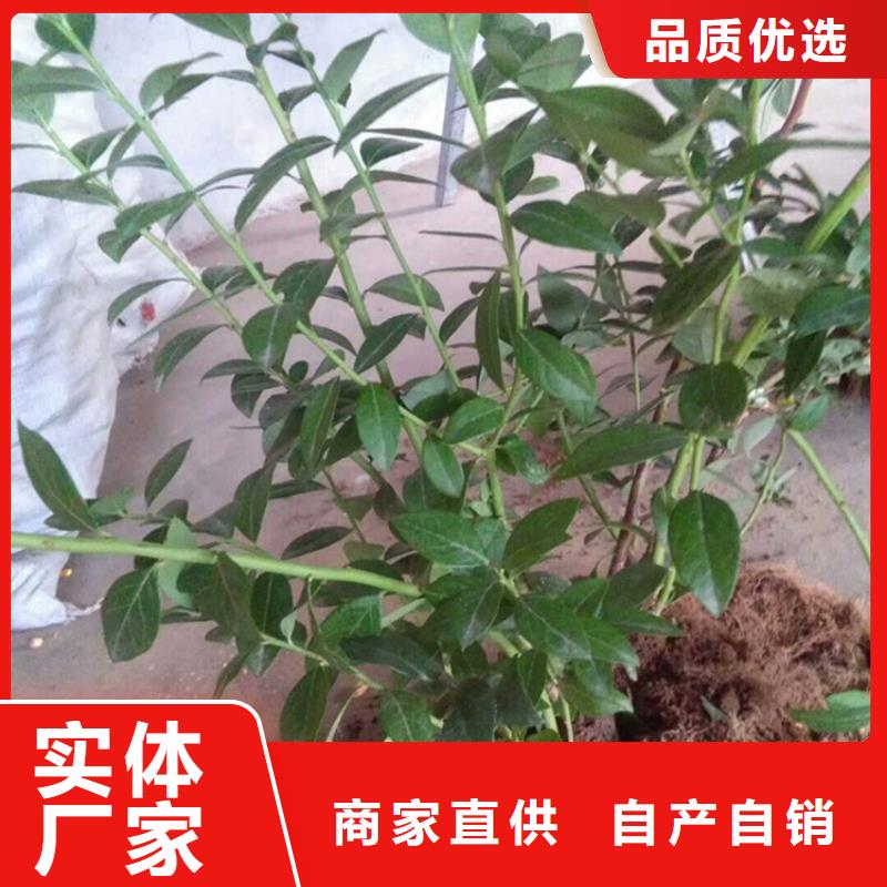【蓝莓苗】樱桃苗合作共赢