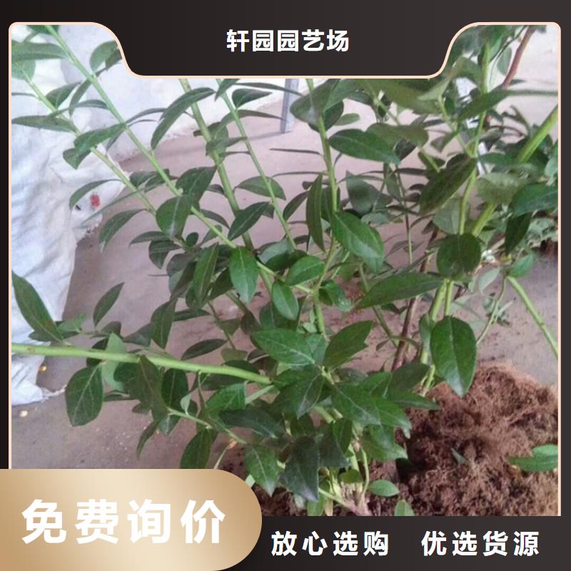 蓝莓苗,樱桃苗细节严格凸显品质