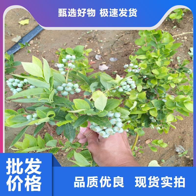 蓝莓苗樱桃苗源厂供货