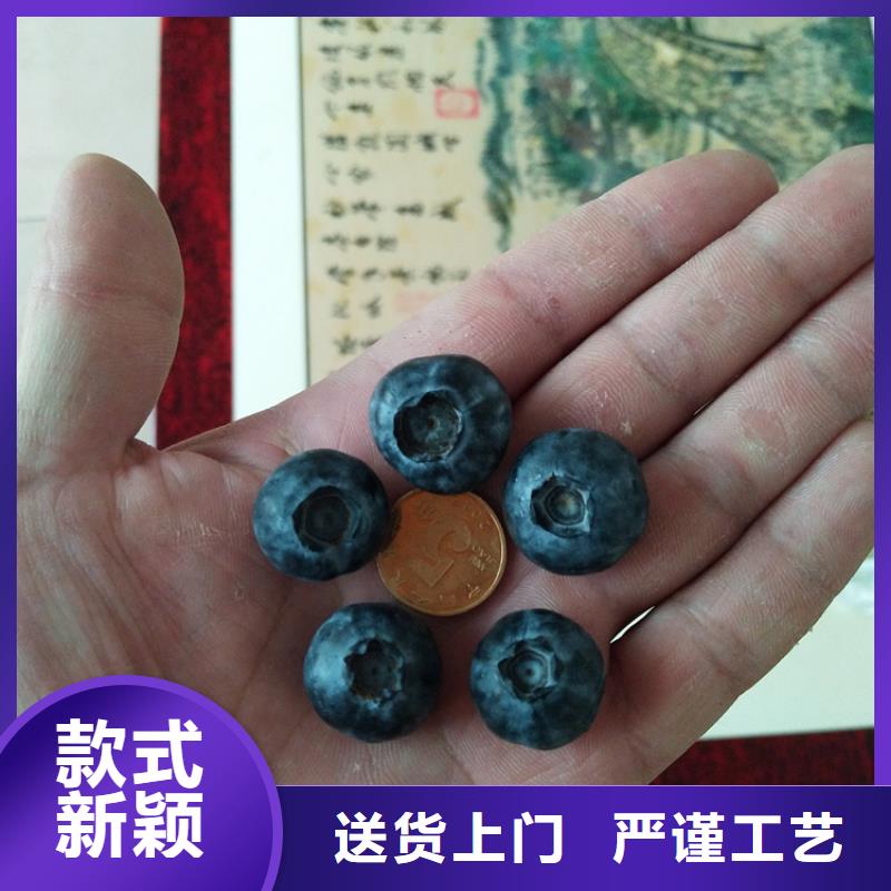 【蓝莓苗草莓苗让客户买的放心】
