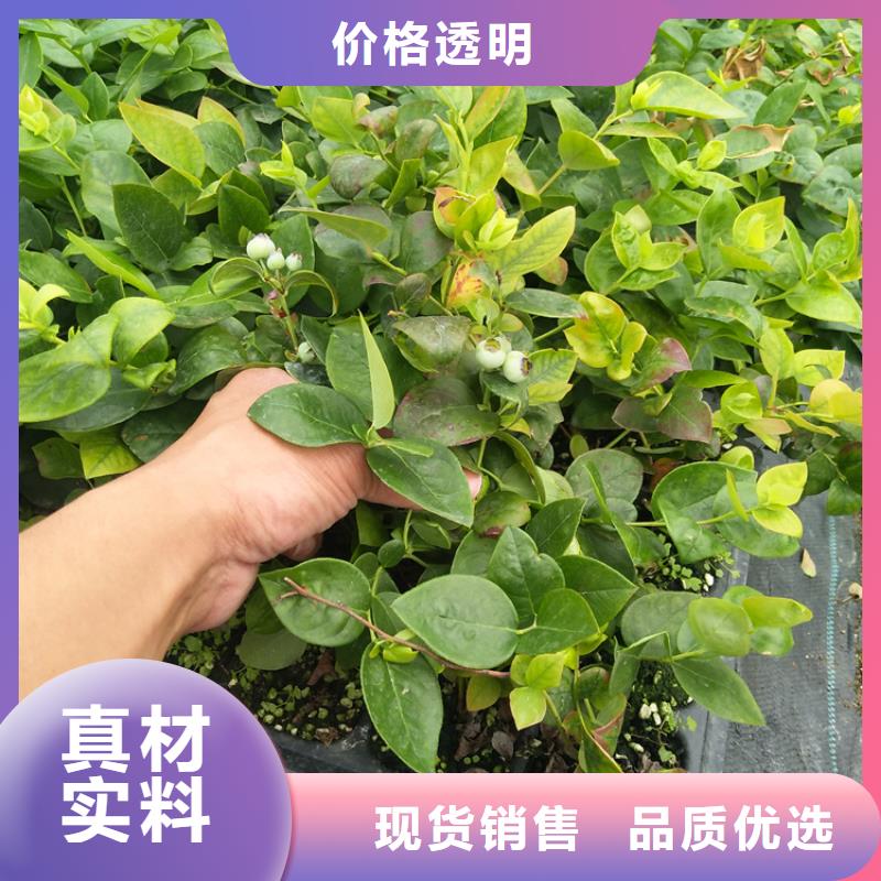 蓝莓苗,樱桃苗细节严格凸显品质