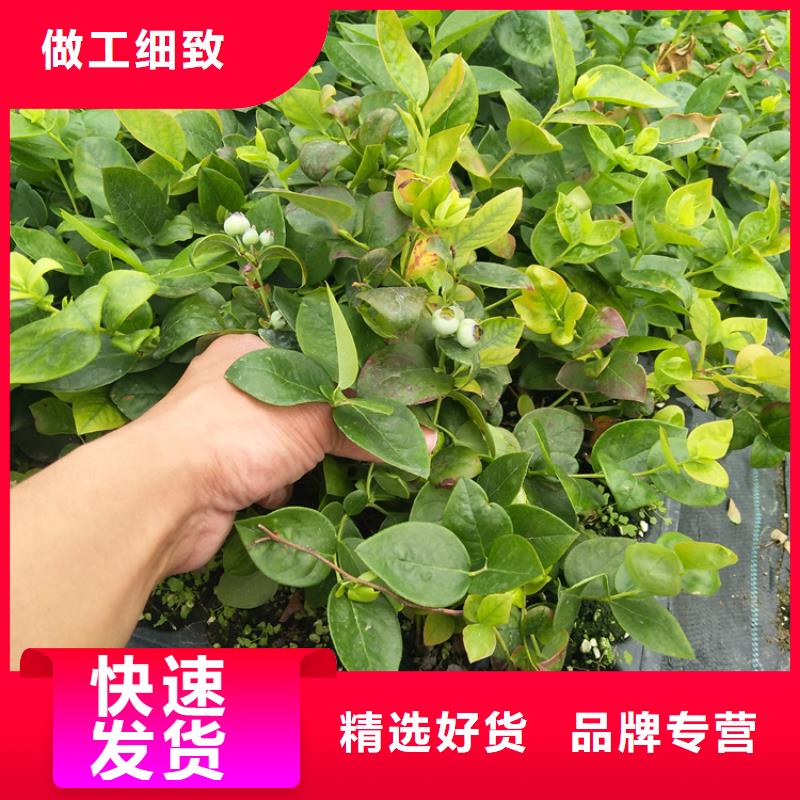蓝莓苗,樱桃苗支持拿样
