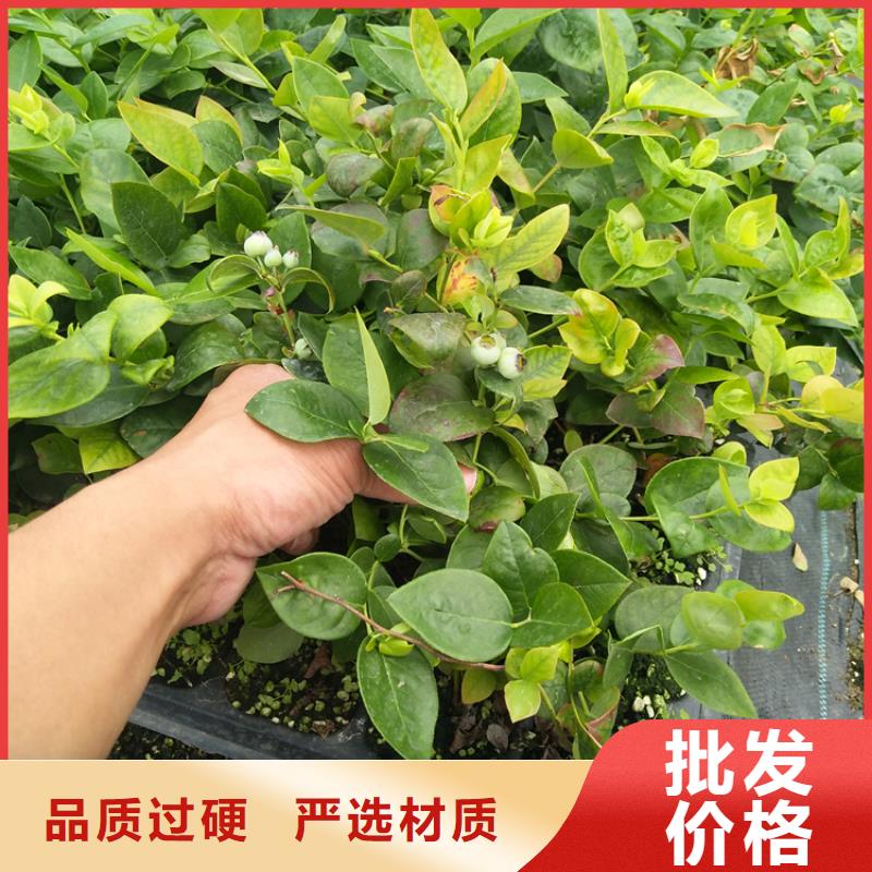 蓝莓苗樱桃苗厂家直营
