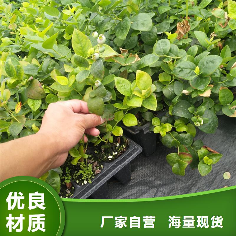 【蓝莓苗梨树苗厂家规格全】