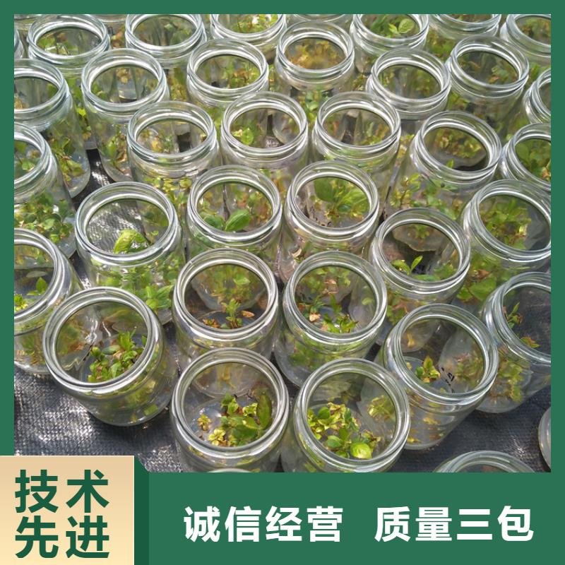 蓝莓苗草莓苗48小时发货