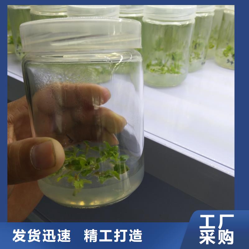 蓝莓苗苹果苗质量牢靠
