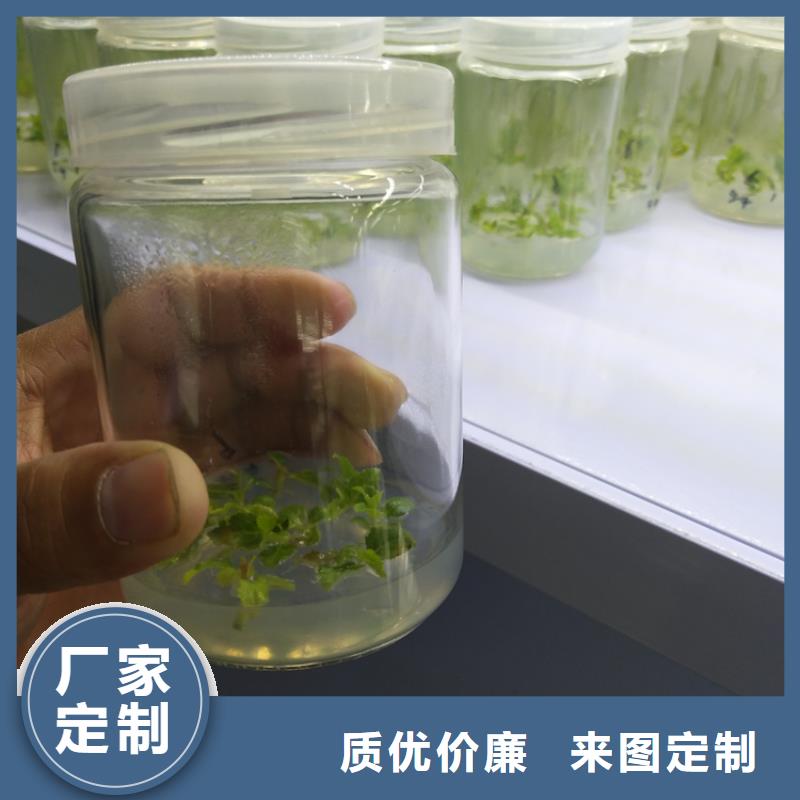 蓝莓苗石榴树质检严格放心品质