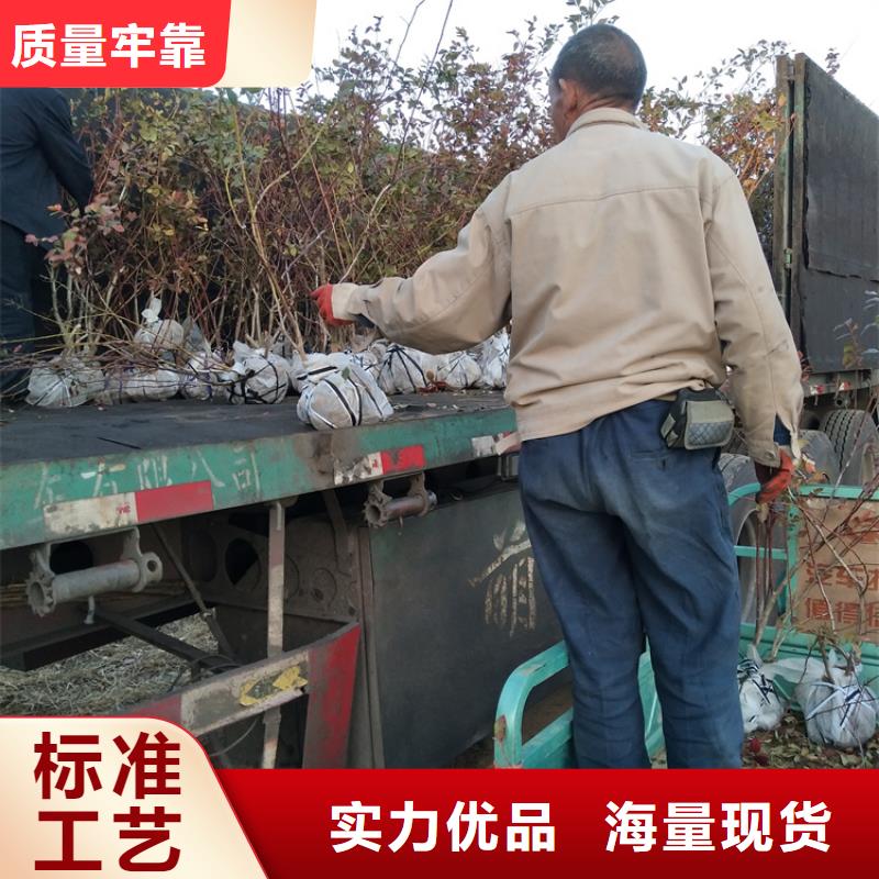 蓝莓苗樱桃苗常年供应