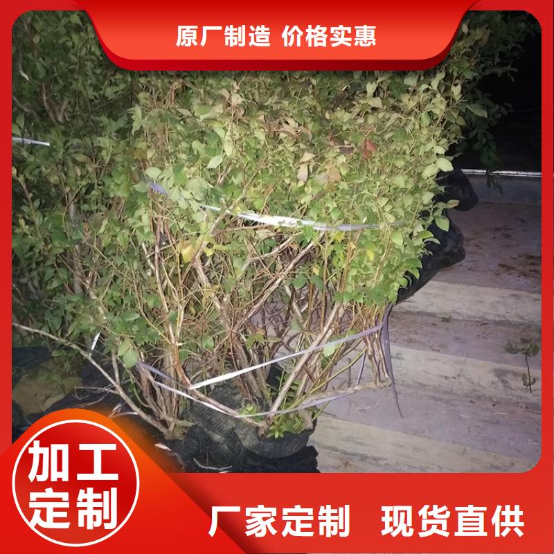 【蓝莓苗,桃树苗品质保障售后无忧】