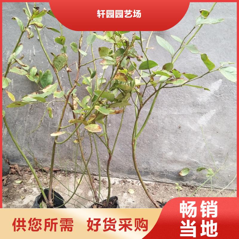 蓝莓苗草莓苗48小时发货