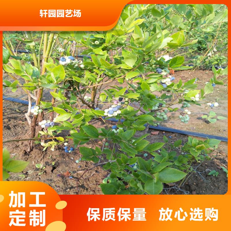 蓝莓苗质量三包