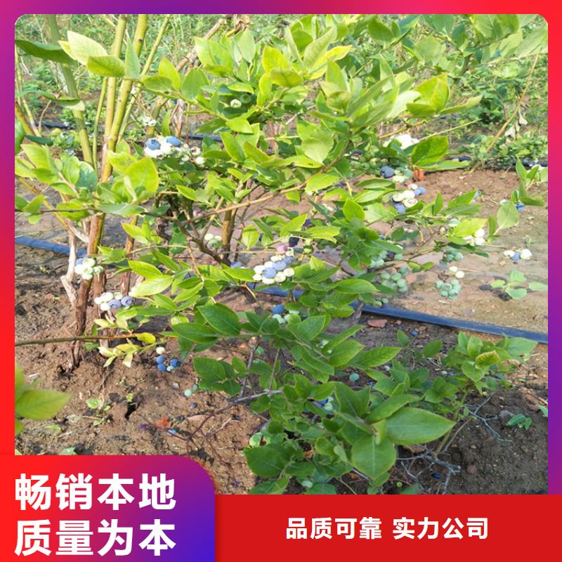 【蓝莓苗草莓苗让客户买的放心】