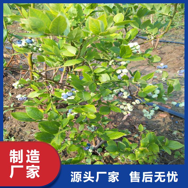 蓝莓苗,樱桃苗物流配送
