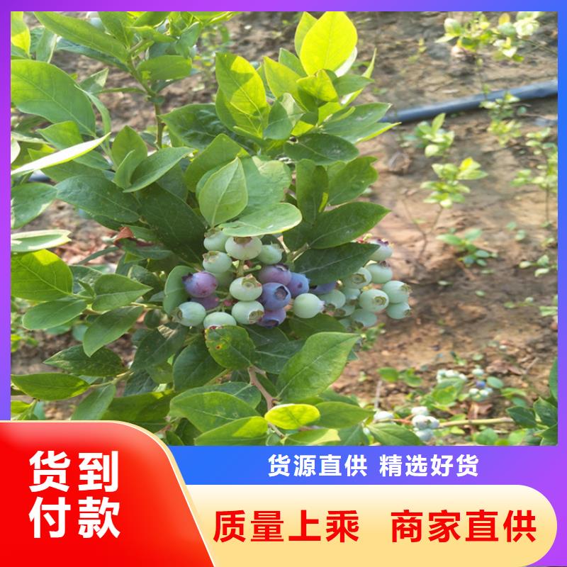 蓝莓苗质量三包
