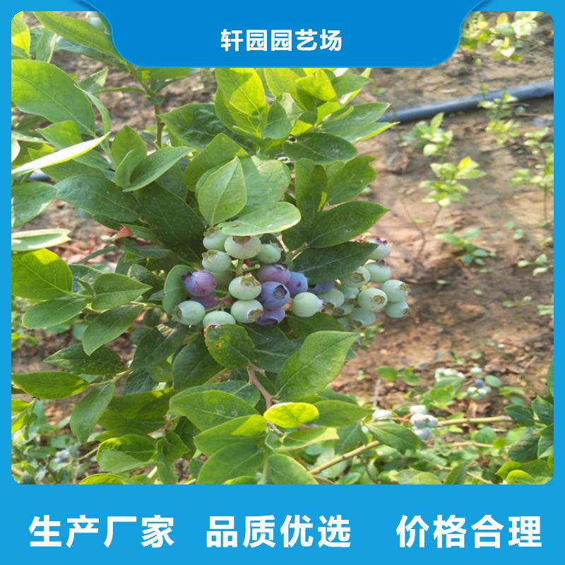 蓝莓苗玛瑙红石榴苗服务至上