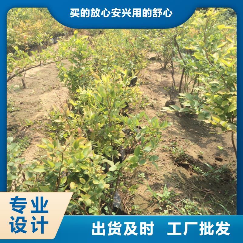 蓝莓苗_【梨树苗】货到付款