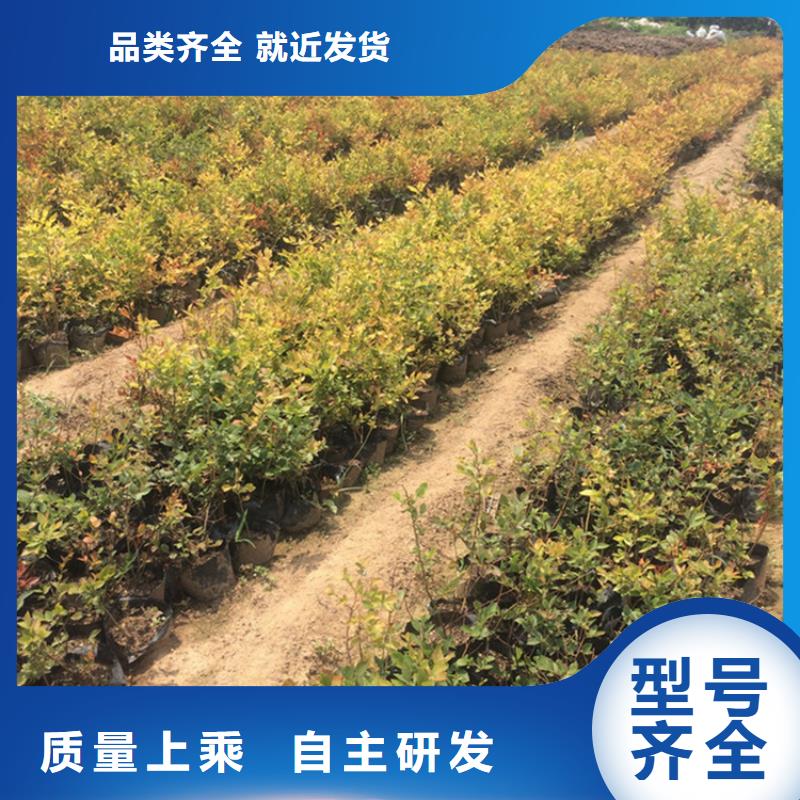 蓝莓苗樱桃苗源厂供货
