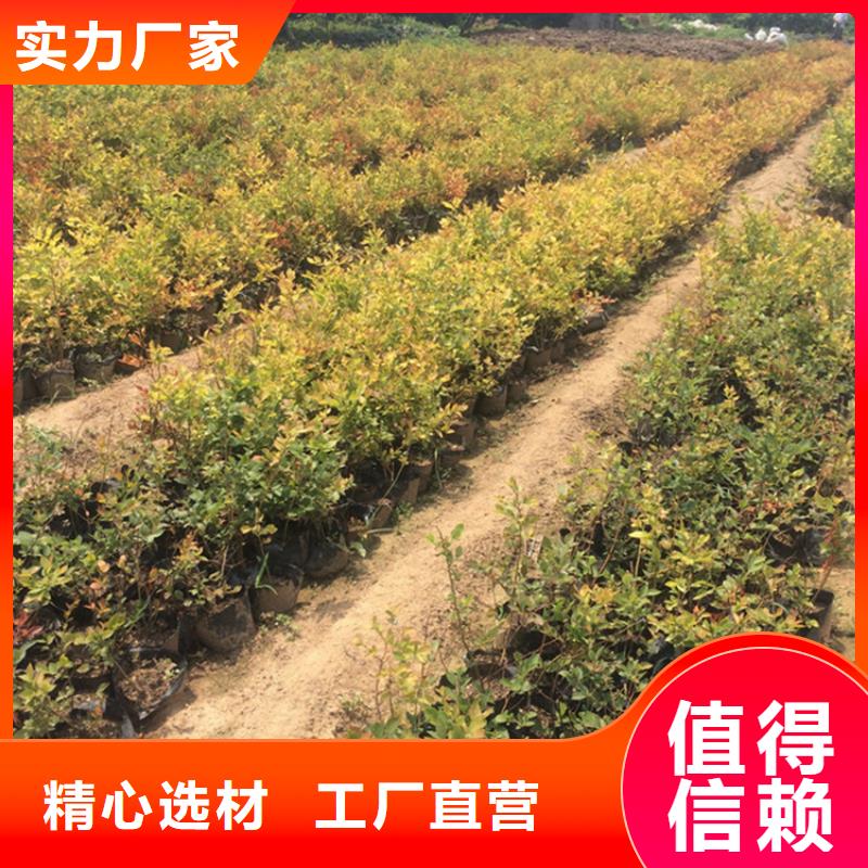 蓝莓苗梨树苗质保一年