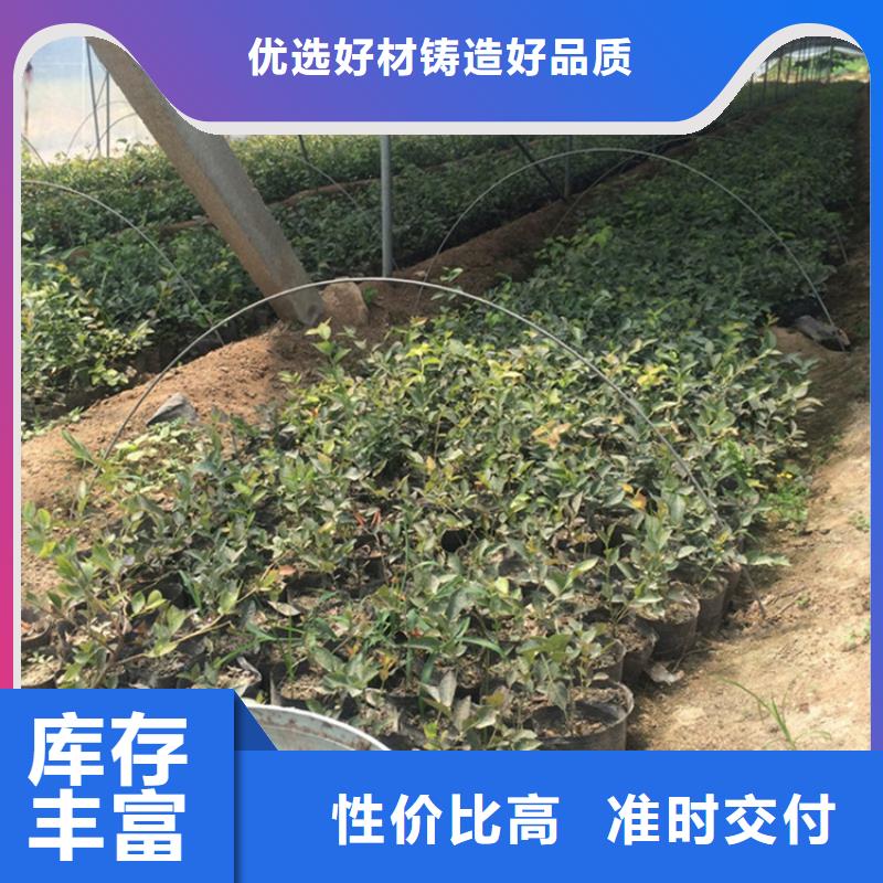 蓝莓苗_【梨树苗】货到付款