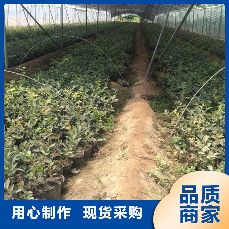 蓝莓苗,樱桃苗细节严格凸显品质