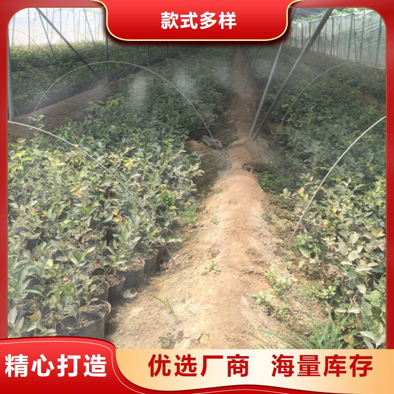 蓝莓苗质量三包