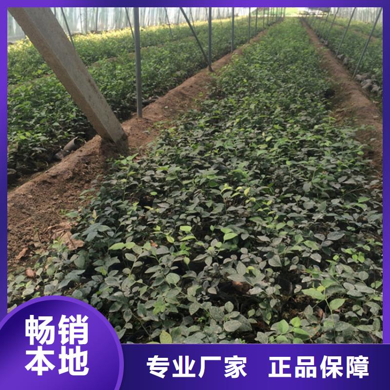 蓝莓苗石榴树质检严格放心品质