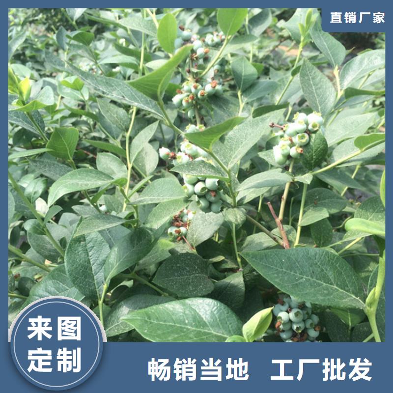 【蓝莓苗樱桃苗颜色尺寸款式定制】