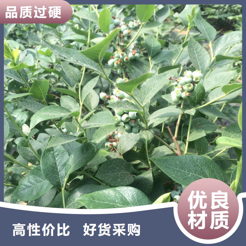 蓝莓苗梨树苗助您降低采购成本